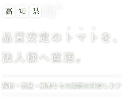 高知県発　品質安定のトマトを法人様へ直送。｜規格・数量・納期ともに柔軟に対応します